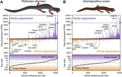 Recurrent Co-Option and Recombination of Cytokine and Three Finger Proteins in Multiple Reproductive Tissues Throughout Salamander Evolution